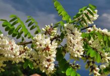 OVO DRVO DONOSI NESREĆU: KO MU POLOMI GRANU UMIRE ZA MANJE OD GODINU DANA..