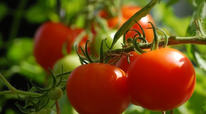 SVI SU POLUDJELI ZA PARADAJZ DIJETOM: Za SEDAM DANA se gubi 1O KILOGRAMA, a tek da čujete KOLIKO MRŠAVITE ZA TRI DANA