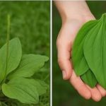 OVA BILJKA LIJEČI SVE od glave do pete. Raste svuda oko nas!