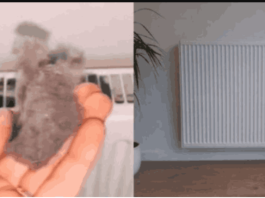 EVO KAKO DA OČISTITE RADIJATORE ZA MINUTU: Bolju foru niste vidjeli, kako se niko ranije nije sjetio ovoga?!