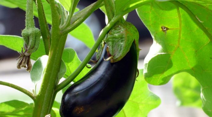 OD STRAŠNIH BOLOVA NIJE MOGLA DA ŽIVI: Oporavila kosti i zglobove za 10 dana jednom namirnicom!