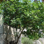 Naši stari smokvu nikada nisu sadili blizu kuće: Razlog je važan, evo o čemu se radi