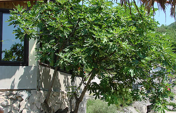 Naši stari smokvu nikada nisu sadili blizu kuće: Razlog je važan, evo o čemu se radi