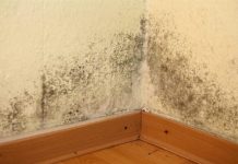 U KUĆI SE POJAVILA BUĐ I VLAGA: Ubacite Ovu Biljku U Problematičnu Prostoriju I Riješite Problem