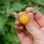 UZIMA SE SAMO JEDNOM DNEVNO: Protiv najtežih oblika bolesti debelog crijeva, jetre, prostate…