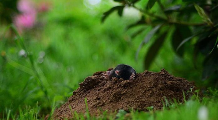 Krtice bježe za 1 minut! Prirodne metode