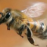 Ako vam se pčela zadržava oko kuće to nikako nije slučajno: Evo šta to govori o vašem domu