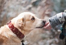 Šta znači ako vam pas liže ruku: Mnogi misle da tako iskazuje ljubav, ali to je velika greška , evo šta time poručuje
