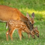 Znate li kako se zove mladunče košute: Nije lane