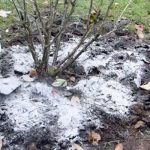 Kada, koliko i oko kojih voćnih vrsta, a kojih ne, razbacivati drveni pepeo