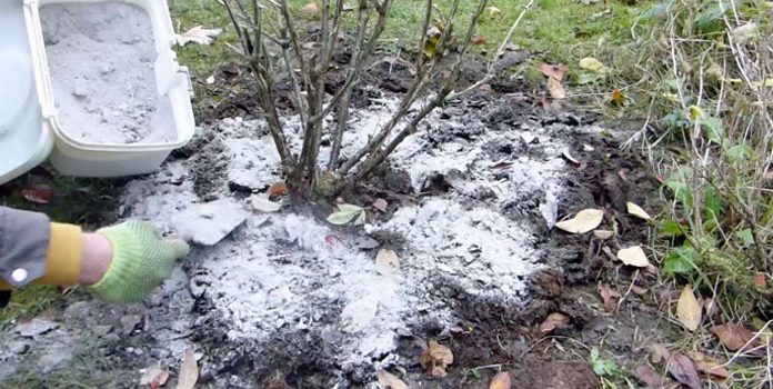 Kada, koliko i oko kojih voćnih vrsta, a kojih ne, razbacivati drveni pepeo