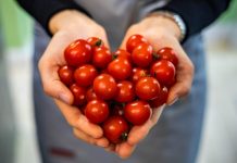 Ko ne bi trebao jesti paradajz? Ako imate OVE bolesti IZBACITE ga iz prehrane odmah!