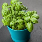 Začin koji izbacuje loš holesterol iz arterija: Otčepljuje krvne sudove, sprječava infarkt i šlog!