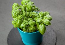 Začin koji izbacuje loš holesterol iz arterija: Otčepljuje krvne sudove, sprječava infarkt i šlog!