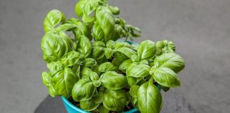 Začin koji izbacuje loš holesterol iz arterija: Otčepljuje krvne sudove, sprječava infarkt i šlog!