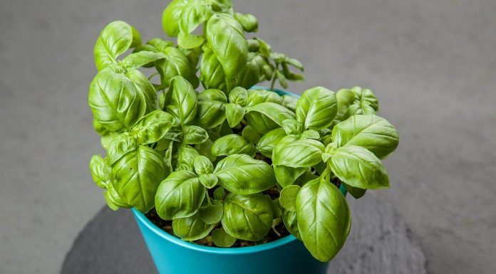 Začin koji izbacuje loš holesterol iz arterija: Otčepljuje krvne sudove, sprječava infarkt i šlog!