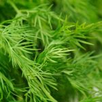 SNAŽNIJI JE OD BIJELOG LUKA: Svi bi trebalo da znaju kakav je efekat ove neupadljive biljke ljeti – ne stavljate je samo u krastavce!