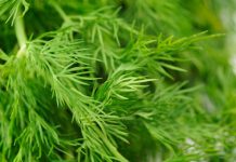 SNAŽNIJI JE OD BIJELOG LUKA: Svi bi trebalo da znaju kakav je efekat ove neupadljive biljke ljeti – ne stavljate je samo u krastavce!