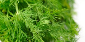 SNAŽNIJI JE OD BIJELOG LUKA: Svi bi trebalo da znaju kakav je efekat ove neupadljive biljke ljeti – ne stavljate je samo u krastavce!