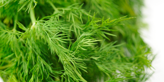 SNAŽNIJI JE OD BIJELOG LUKA: Svi bi trebalo da znaju kakav je efekat ove neupadljive biljke ljeti – ne stavljate je samo u krastavce!