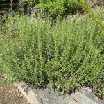 Rtanjski čaj priprema namena i dejstvo