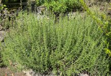 Rtanjski čaj priprema namena i dejstvo