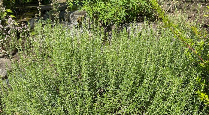 Rtanjski čaj priprema namena i dejstvo