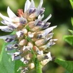 PIJTE OVAJ ČAJ 3 PUTA DNEVNO: Kod Drhtanja, Pojačanog Lupanja Srca, Vrtoglavice, Znojenja, Gubitka Daha