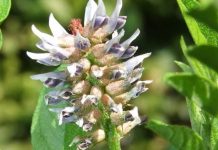 PIJTE OVAJ ČAJ 3 PUTA DNEVNO: Kod Drhtanja, Pojačanog Lupanja Srca, Vrtoglavice, Znojenja, Gubitka Daha