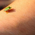 Samo jednu stvar stavite i one bjeze: Smrdibube se strasno plase ove jedne stvari- RIJESITE SVOJ DOM OD OVIH NAPASTI