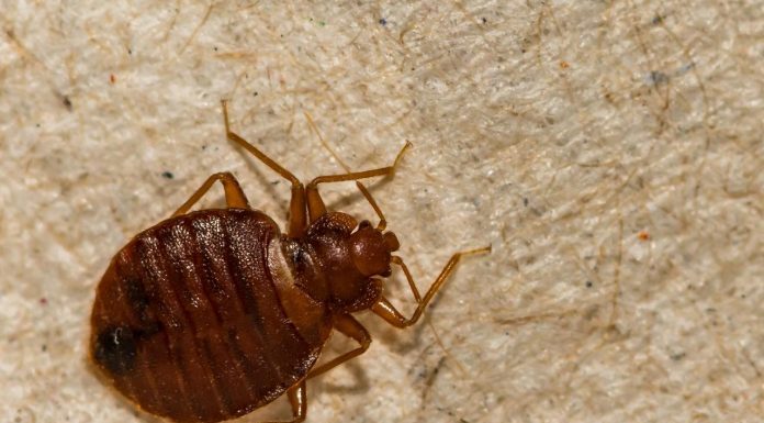 STJENICE U DOMU: PREPOZNAJTE IH NA VRIJEME I RIJEŠITE SE NAJBRŽE MOGUĆE