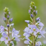 BILJKA KOJA RASTE SVUDA OKO NAS PRAVO JE BLAGO: Čisti KRV I Jetru, Sprječava Znojenje I Pomaže Kod REUME