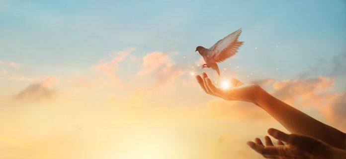 Narodno vjerovanje koje rijetko ko zna: Što znači kada vam ptica sleti na prozor ili pokuca na staklo