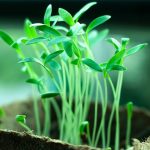 OPREZ! Spriječite da rasad postane izdužen (mlitav) uz ove jednostavne trikove!