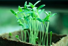 OPREZ! Spriječite da rasad postane izdužen (mlitav) uz ove jednostavne trikove!