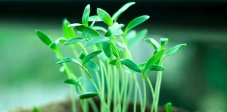 OPREZ! Spriječite da rasad postane izdužen (mlitav) uz ove jednostavne trikove!