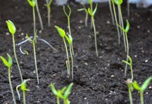 OPREZ! Spriječite da rasad postane izdužen (mlitav) uz ove jednostavne trikove!