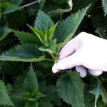 Med i kopriva: Samo 2 kašike dnevno! Liječi anemiju, migrenu, žuč, jetru, poremećaj sna – RECEPT