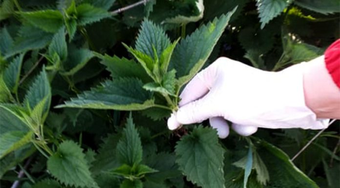 Med i kopriva: Samo 2 kašike dnevno! Liječi anemiju, migrenu, žuč, jetru, poremećaj sna – RECEPT