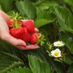 OVIM đubrivom prihranite jagode na početku marta za obilje krupnih plodova