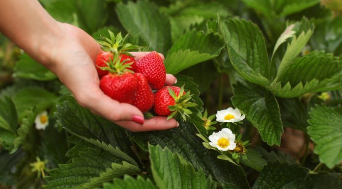 OVIM đubrivom prihranite jagode na početku marta za obilje krupnih plodova