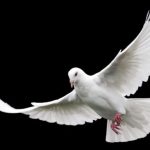 TEST: Odaberi jednog goluba i saznaj kakvu poruku ti nose naredna 3 dana 🕊✨