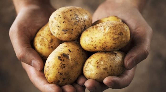 KROMPIR MOŽE BITI VEOMA OPASAN KADA IZGLEDA OVAKO: U ovoj situaciji je bolje da ga bacite, nego da ga pojedete
