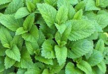 ČAJ OD OVE BILJKE SE PIJE PRED SPAVANJE: Uspavaće vas kao malu bebu i obrisati nervozu u sekundi – morate probati