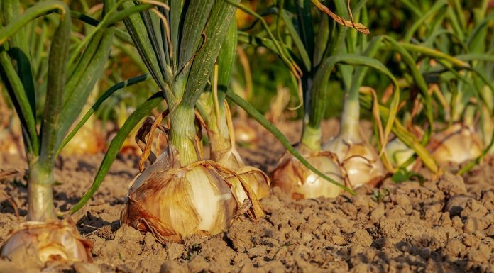 Uradi ovo prije sadnje luka i imat ćeš OGROMNE lukovice!