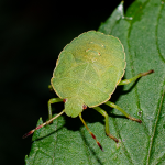 Smrdibube su se ove godine namnožile i svuda su: Savršen TRIK da ih se riješite u stanu, na balkonu i na terasi!