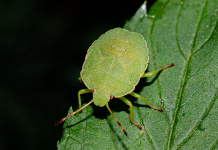 Smrdibube su se ove godine namnožile i svuda su: Savršen TRIK da ih se riješite u stanu, na balkonu i na terasi!