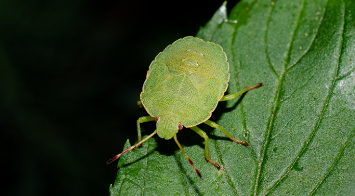 Smrdibube su se ove godine namnožile i svuda su: Savršen TRIK da ih se riješite u stanu, na balkonu i na terasi!