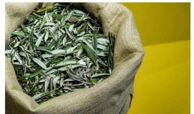 U BIBLIJI SE SPOMINJE 1000 PUTA: Skuhajte čaj koji pomaže kod liječenja od najtežih bolesti!