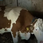 “Ovo se nije ranije desilo”: Čudo potreslo Srbiju: Krava Beba šokirala sve